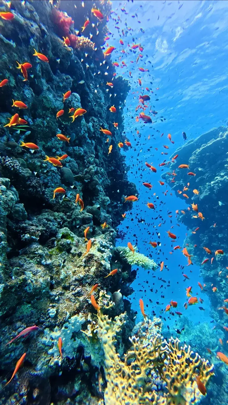 红海自由活动