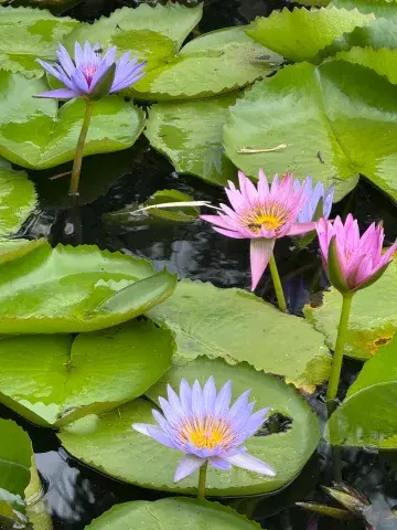 观鲸追海豚拼船-蔻丹广场漫步+植物园